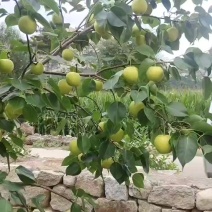 北镇皇冠梨
