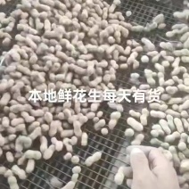产区鲜花生支持电商市场全国代发欢迎一亩田联系我