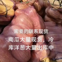南瓜，密本，盘龙，贝贝