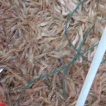 河虾