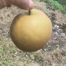 金秋梨