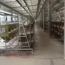 肉鸽