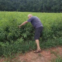 毛桃苗