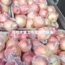 河北唐山乐亭嘎啦苹果大量上市，大车小车需要的朋友们联系