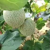 哈密瓜