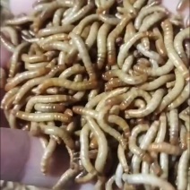 黄粉虫