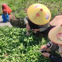 黄金贡柚，玲珑柚，嫁接枝条。