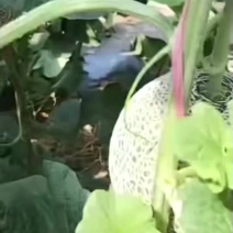 哈密瓜