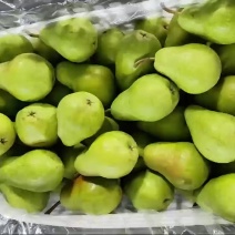 香蕉梨大头梨阳梨