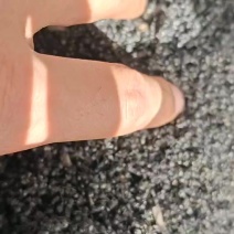 黑蚂蚁精品货，统货，中个头，大个头