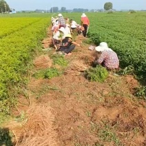 常年出售紫惠槐，紫惠槐杯苗苗木地直发现要现发，大量出售。