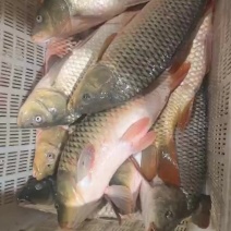 活鲤鱼