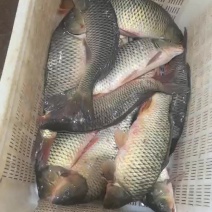 鲤鱼