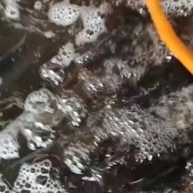 水库大鲢鱼