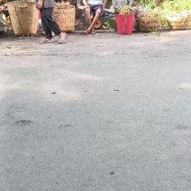 泸州龙眼