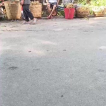 泸州龙眼