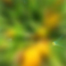 刺梨果出园了需要的老板预定