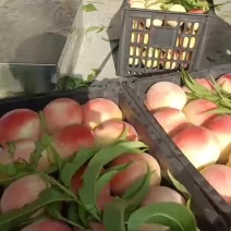 秋彤离核永连蜜桃大量上市中有需要老板联系我
