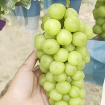 阳光玫瑰，质量好，接电超