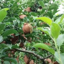 精品黄元帅