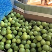 钦蜜9号黄金百香果