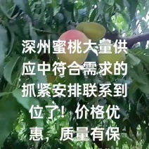 深州蜜桃