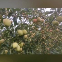 青岛市莱西市鸡心果，直销，有需要的老板可以联系我