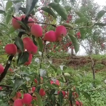 鸡心果辽宁产地价格美丽