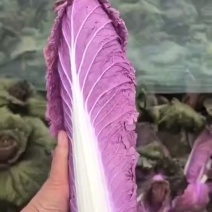 紫白菜特菜精品蔬菜出口国内精品特菜销售