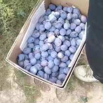 西梅大量有货，需要的联系我