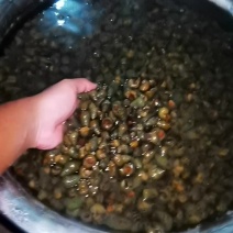 田螺淡水螺螺丝大量供应