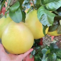 广西三红蜜柚精品果