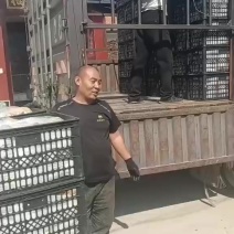 晚秋黄梨，六两起步，核小皮薄糖分高，***富硒梨，