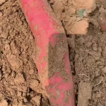 河北西瓜红红薯大量上市基地直供质量上乘一手货源全国发货