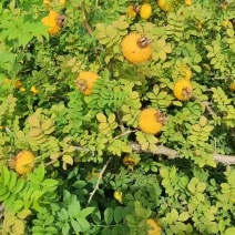 刺梨果大量上市了需要的速度