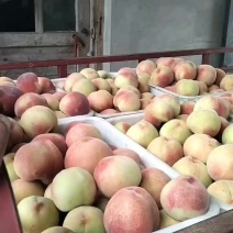 绿化九号桃
