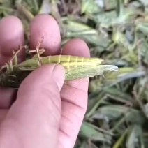 大蚂蚱。蝗虫。货源稳定，寻找长期合作伙伴。