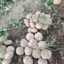 带泥水洗一天可以出4万斤
