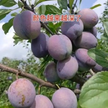 蓝蜜西梅，