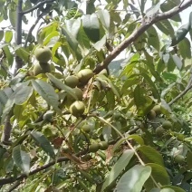 核桃