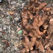 土茯苓