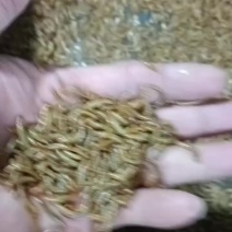辽宁辽阳养殖，寻求合作买虫老板