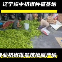 辽宁绥中杭椒种植基地