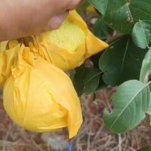 云南雪花梨