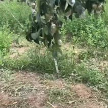 隰县玉露香梨