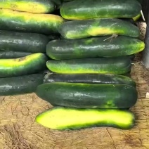大量供应，精品地冬瓜