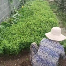 连翘基地大量供应各种扦插苗连翘苗量大从优