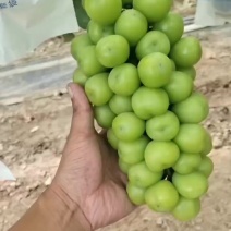 陕西阳光玫瑰葡萄价格，晴王葡萄批发陕西葡萄价格