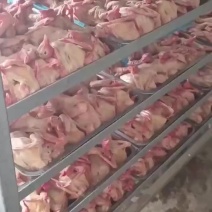 鸽子各种规格都有