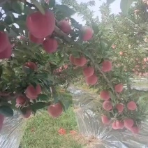 红星苹果还有三天就可以下树了